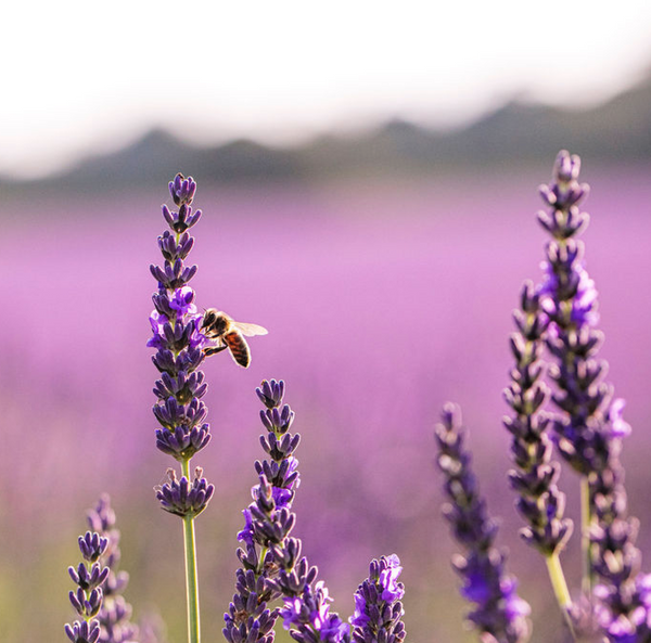 Lavender Vs. Lavandin - What Is The Difference? - Castle Farm Shop