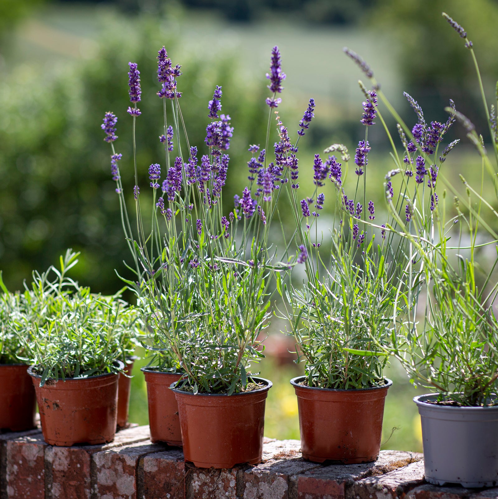 Buy Castle Farm Lavender Plants online - Castle Farm Shop