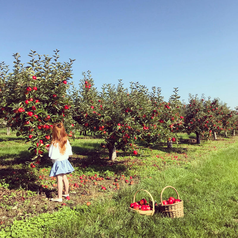 Castle Farm Apple Orchard - Castle Farm Shop