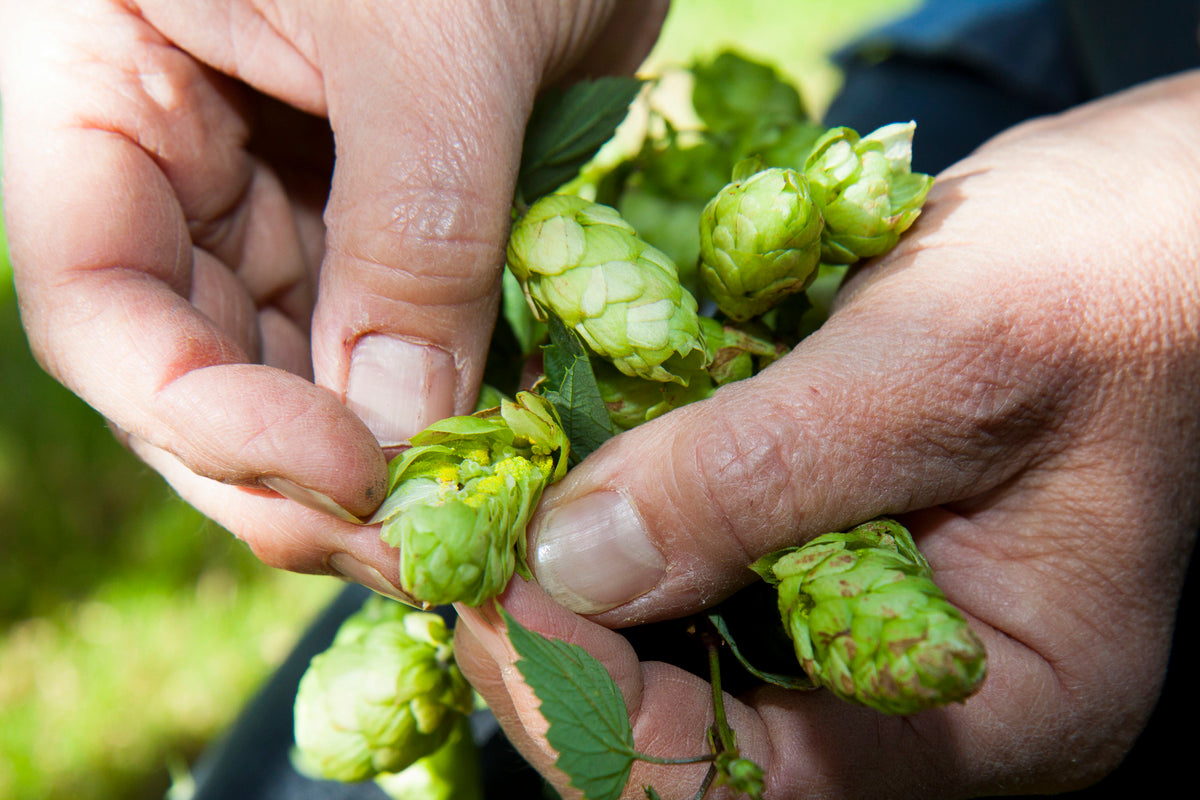 Hop plant flowers