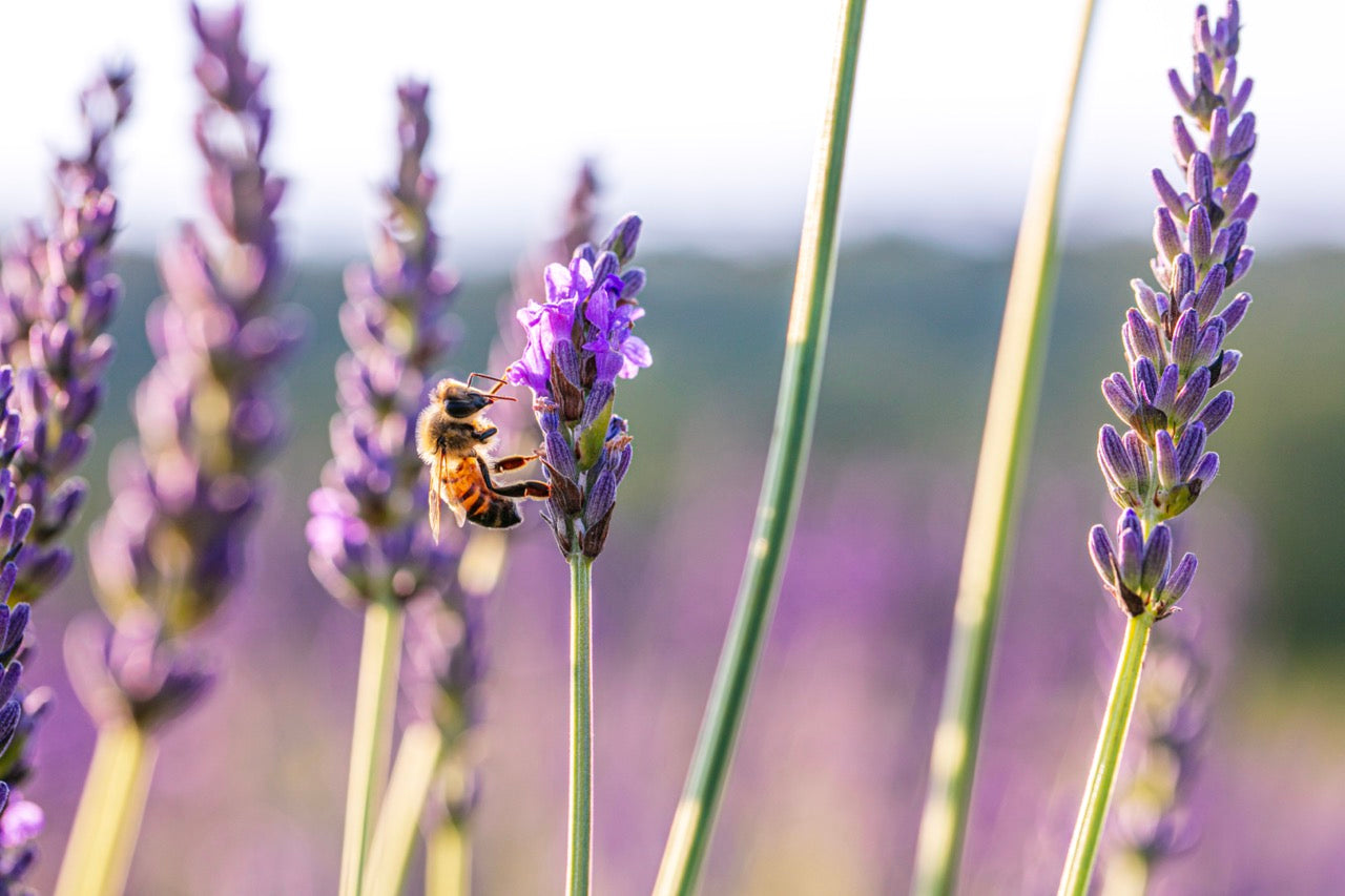 Honey bees at Castle Farm