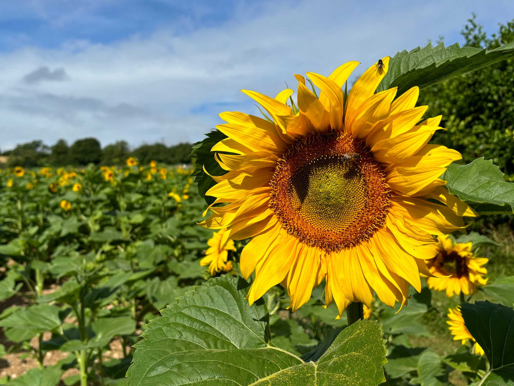 Visit our Sunflower Patch!