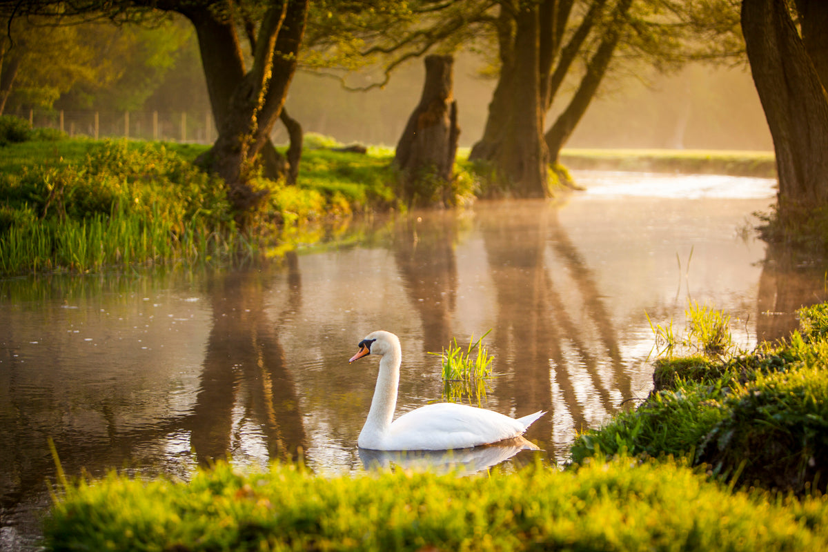 River Darent Conservation