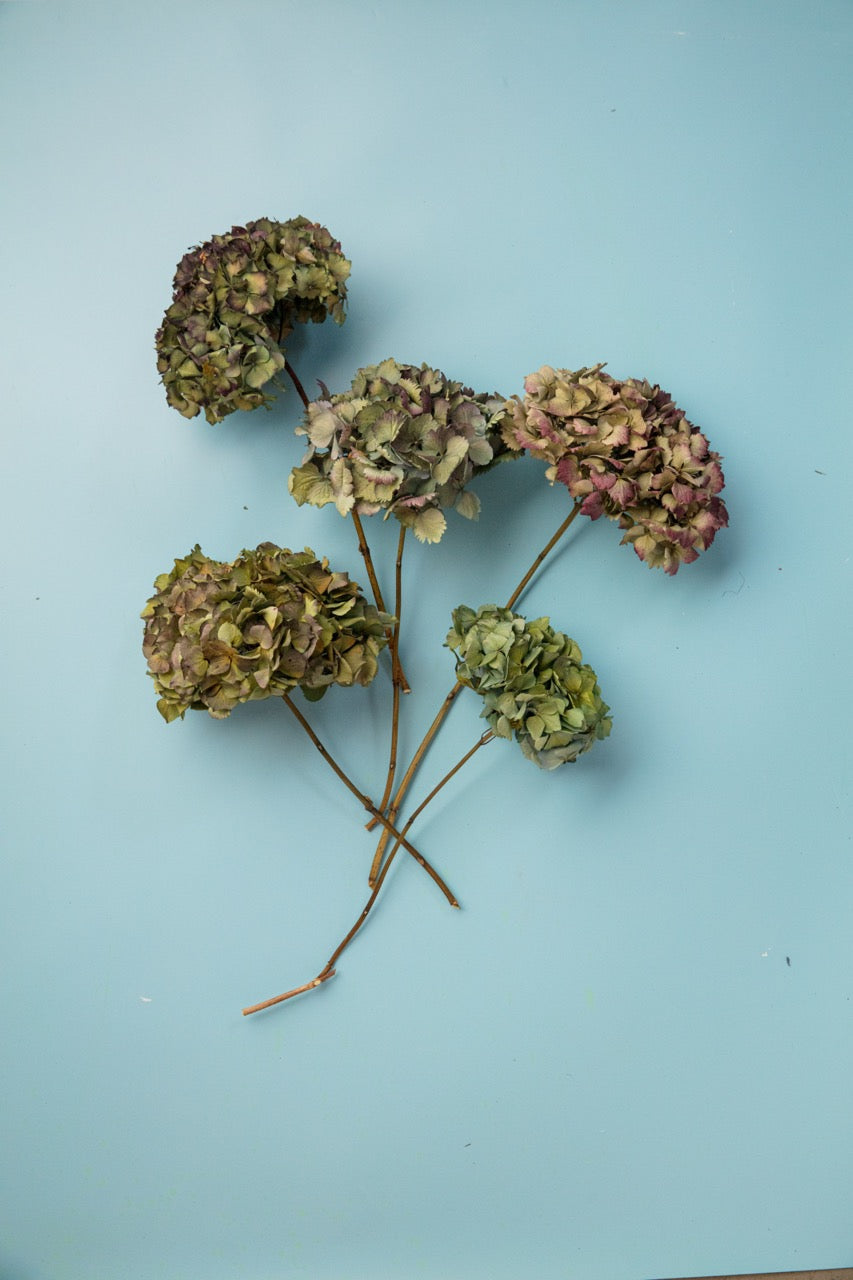 DRIED HYDRANGEA - PURPLE / BLUE / GREEN