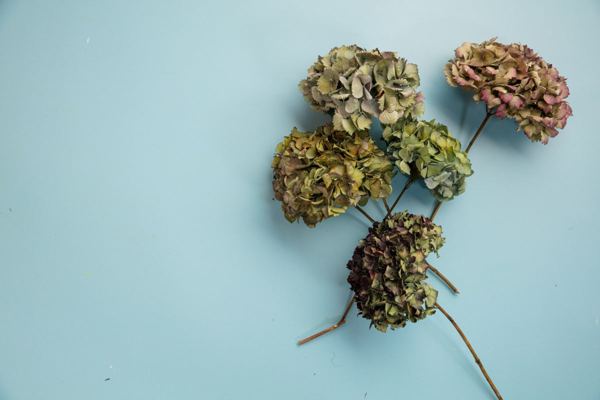 DRIED HYDRANGEA - PURPLE / BLUE / GREEN