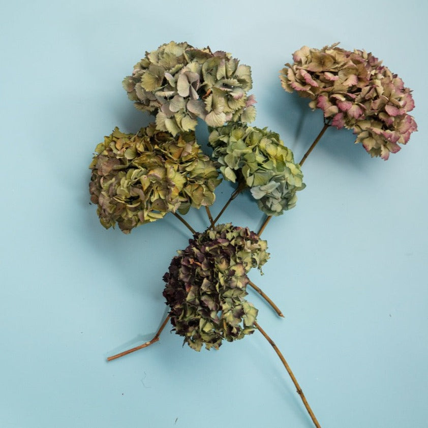 DRIED HYDRANGEA - PURPLE / BLUE / GREEN