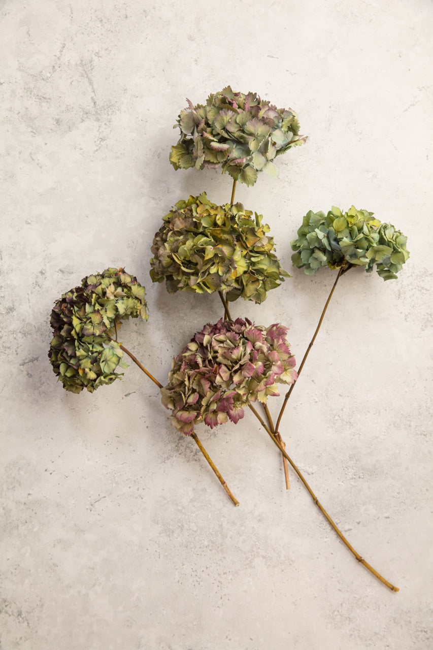 DRIED HYDRANGEA - PURPLE / BLUE / GREEN