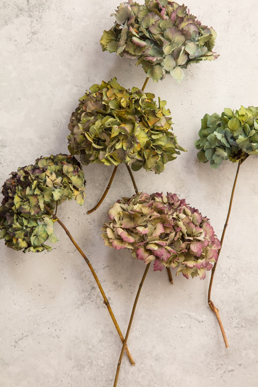 DRIED HYDRANGEA - PURPLE / BLUE / GREEN