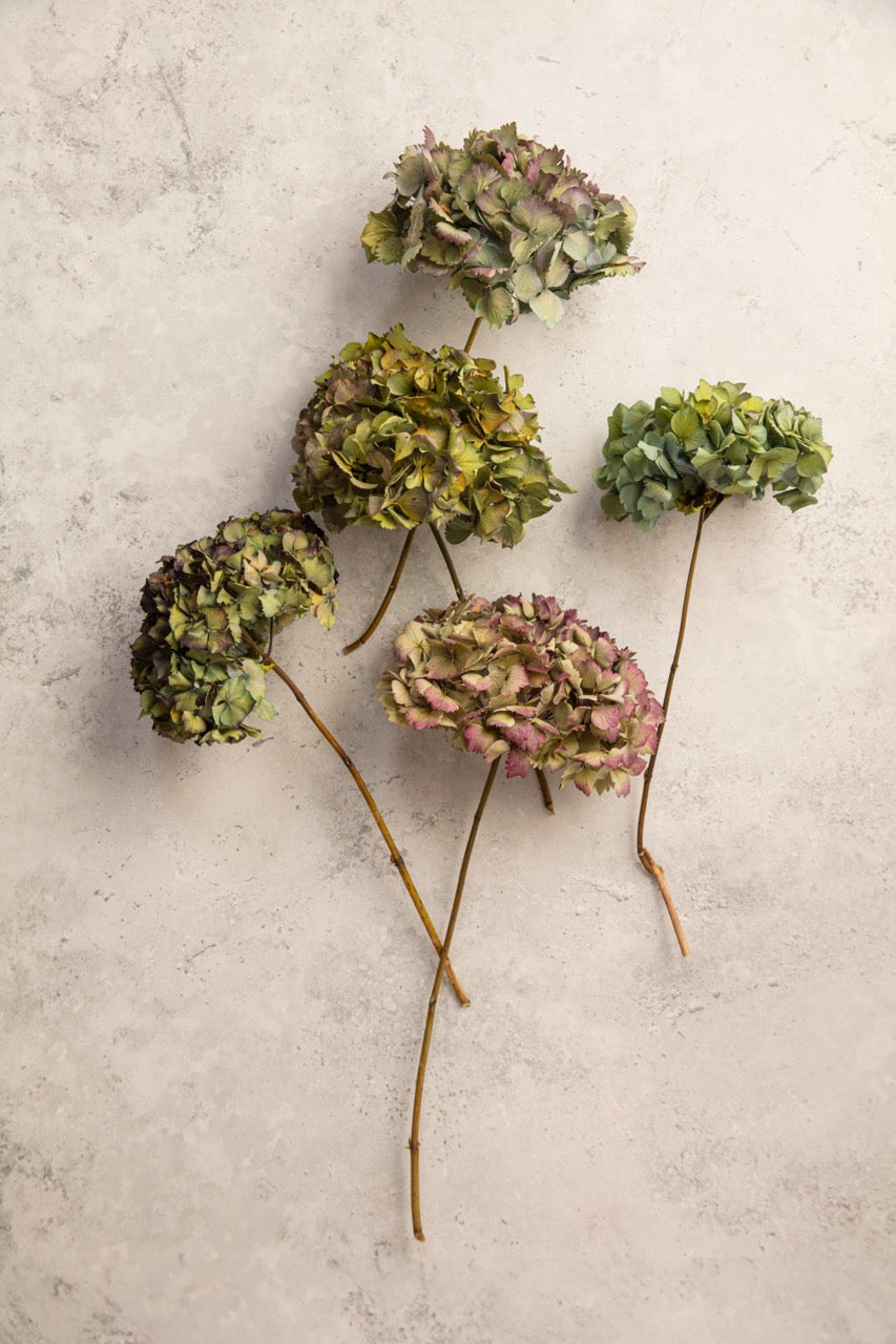 DRIED HYDRANGEA - PURPLE / BLUE / GREEN