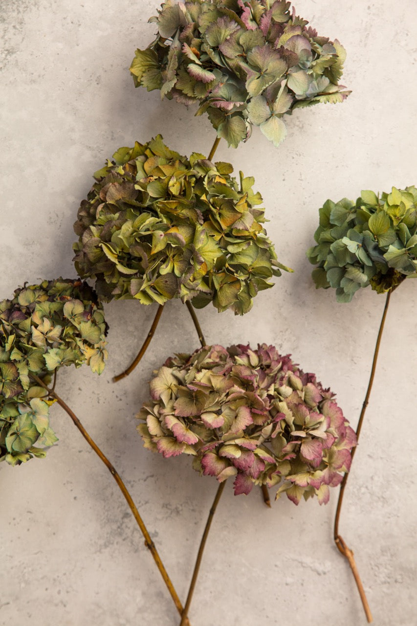 DRIED HYDRANGEA - PURPLE / BLUE / GREEN