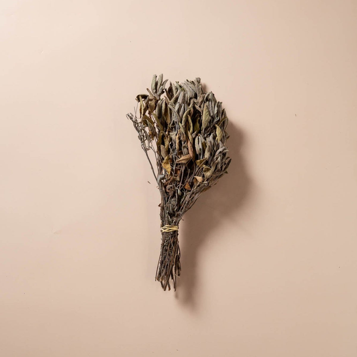 DRIED SAGE