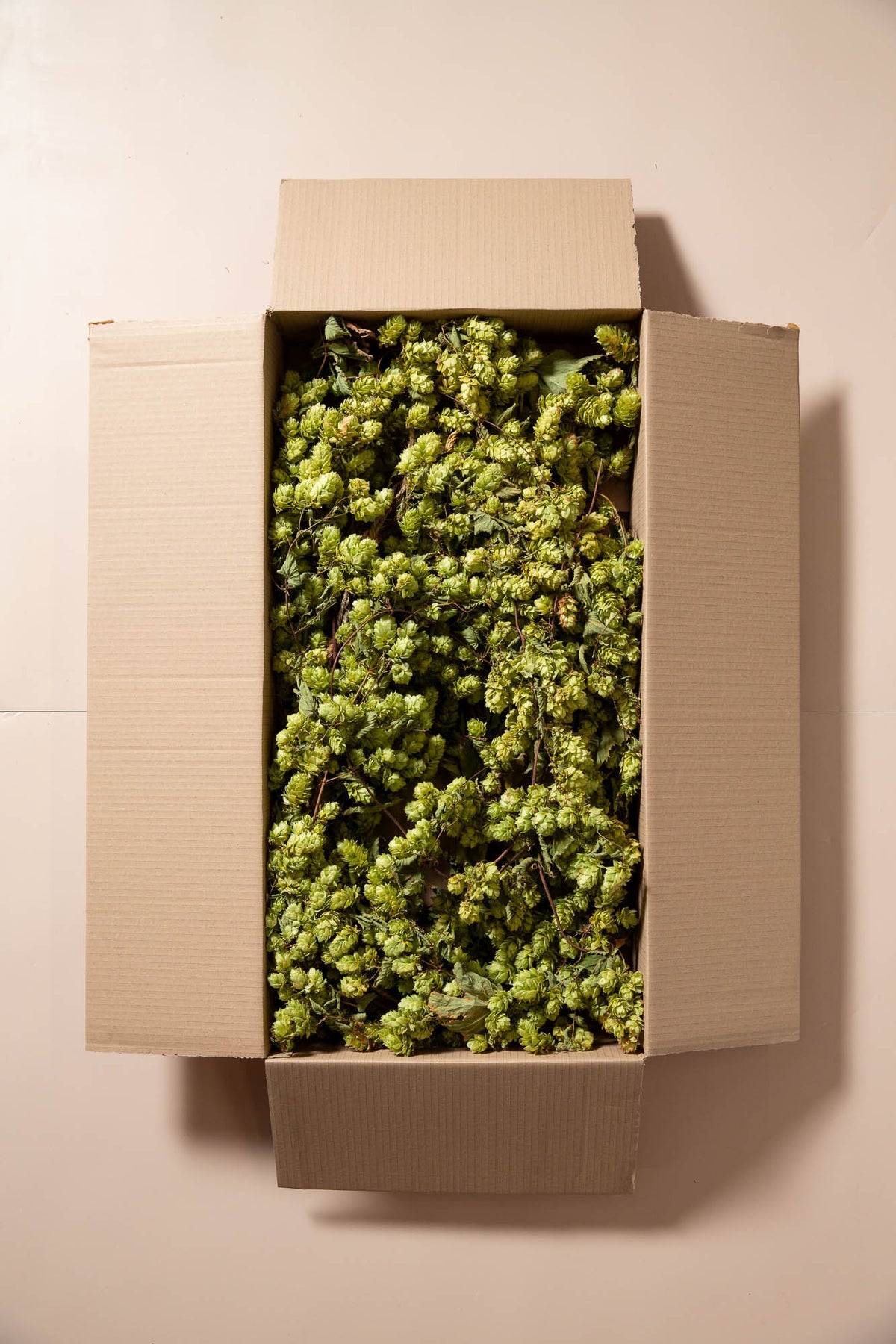 &#39;BABY&#39; DRIED HOP BINE FOR DELIVERY