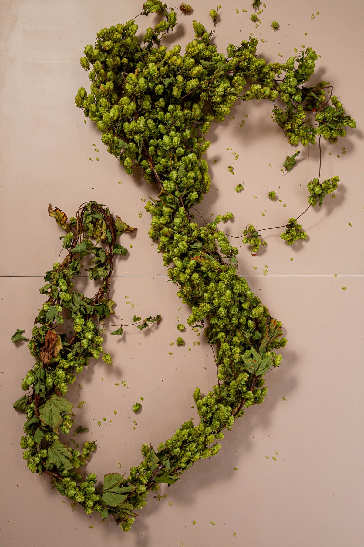 &#39;BABY&#39; DRIED HOP BINE FOR DELIVERY