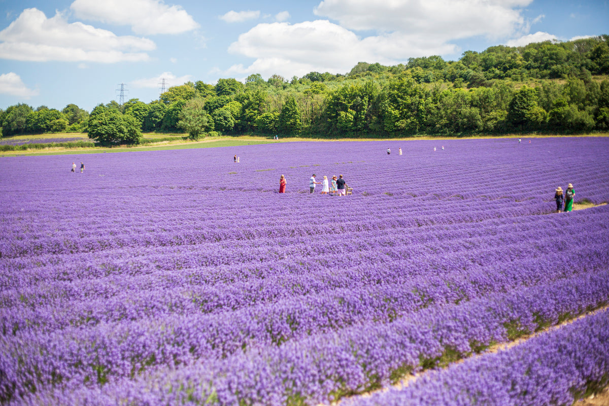 LAVENDER GIN PICNIC EXPERIENCE TICKETS FOR 2 ADULTS