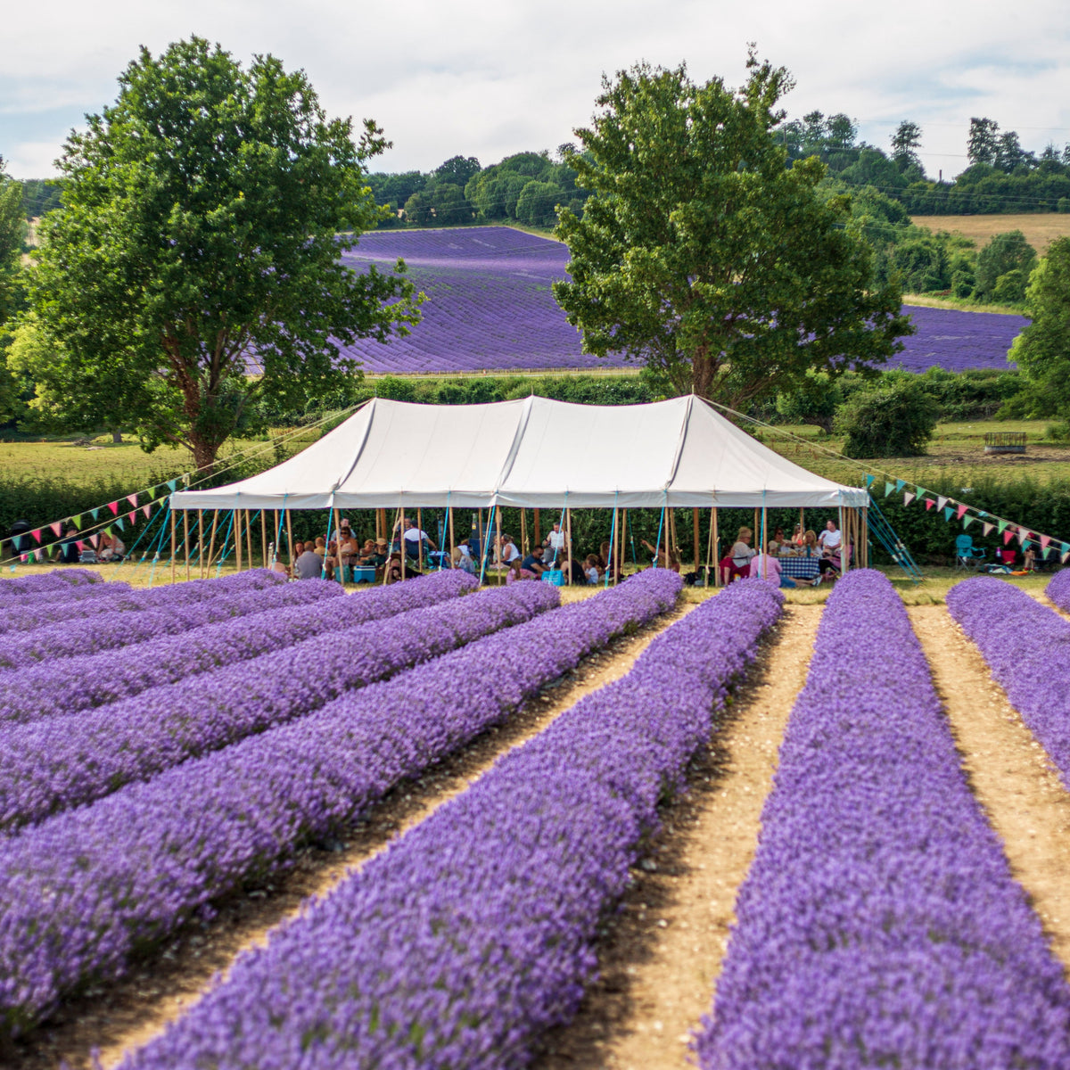 LAVENDER PICNIC TICKETS FOR 4 ADULTS, WITH ENGLISH SPARKLING WINE - EXPERIENCE GIFT