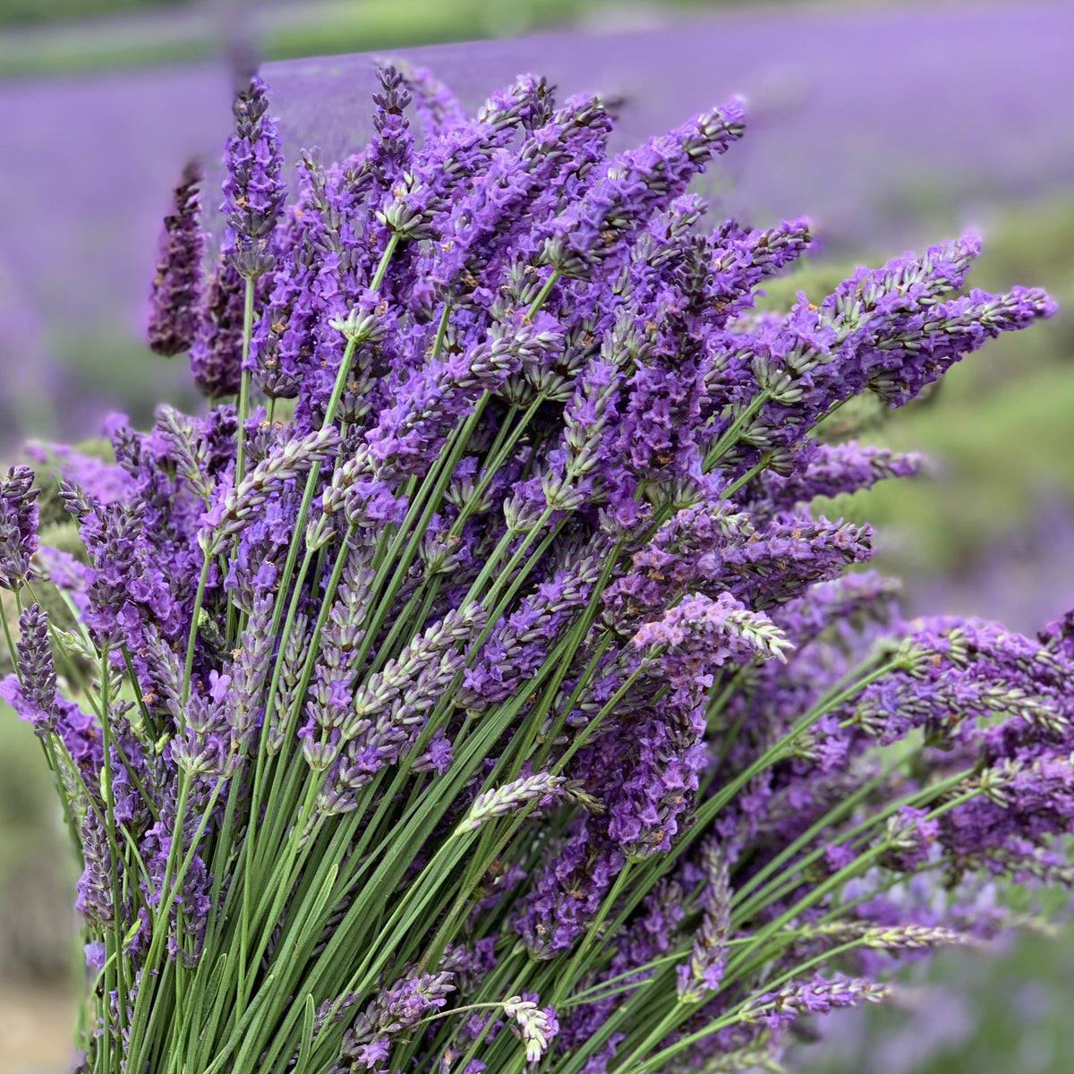 &#39;LAVANDIN&#39; HERB - PLANTS FOR THE GARDEN