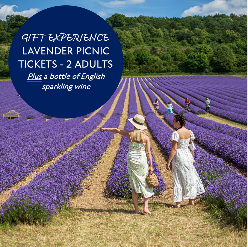 Buy Castle Farm Lavender Plants online - Castle Farm Shop